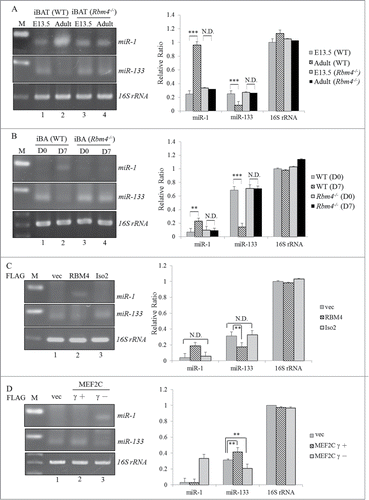 Figure 5. The RBM4-MEF2C network reprograms the myomiR profile during the development of BAs. Total RNAs extracted from (A) wild-type or RBM4−/− iBAT (B) primary wild-type or RBM4−/− (D7) interscapular (i) BAs under a proliferating (D 0) or differentiating condition were polyadenylated using poly(A) polymerase, followed by RT-PCR (left panel) and qRT-PCR analyses (right panel) by specific primer sets against endogenous miR-1/133. C3H10T1/2 cells were transfected with (C) a mock-vector or FLAG-RBM4 variant expression vector or (D) FLAG-MEF2C variant expression vector. The expression level of miR-1/133 in transfected cells was assayed as described in the previous panel (ND, no difference; * p < 0.05; ** p < 0.01; *** p < 0.005).