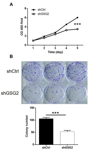 Figure 3 Knockdown of GSG2 inhibited cell proliferation and colony formation. (A) MTT assay was performed to assess the effects of GSG2 knockdown on cell proliferation of HO-8910 cells. (B) Colony formation assay was used to assess the effects of GSG2 knockdown on anchorage-independent growth of HO-8910 cells. Data were shown as mean with SD. ***P < 0.001.