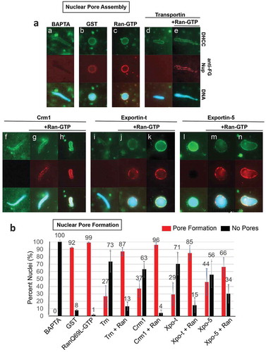 Figure 1. Crm1, Exportin-t, and Exportin-5 inhibit nuclear pore formation in pore-free BAPTA nuclei.