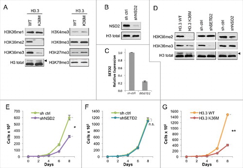 Figure 1. Expression of H3.3K36M depletes global di- and tri- methylation at H3K36 but recapitulates loss of H3K36me2 in cell proliferation (A) Western blot analysis lysates from HT1080 cells stably expressing H3.3 wild-type or K36M, using the indicated antibodies. Arrowhead, FLAG-H3.3 fusion construct appears as a higher molecular weight band than endogenous H3. (B) Western blot analysis of lysates from HT1080 cells stably expressing shNSD2 or control (sh ctrl) probed with anti-NSD2 or anti-H3 as a loading control. (C) Real-time PCR of SETD2 mRNA expression from RNA extracted from HT1080 cells stably expressing shSETD2 or sh ctrl. (D) Western blot analysis of H3K36 methylation levels in lysates from HT1080 cells stably expressing FLAG-H3.3 K36M mutant or KMT shRNA knockdown, using the indicated antibodies. Arrowhead, as in (A). (E-G) Proliferation assays of cells from (D), showing growth of cells expressing shNSD2 compared to control shRNA in (E), shSETD2 compared to control shRNA in (F), and H3.3K36M compared to H3.3WT control in (G). Cells were maintained in selection media and counted every two days for the duration of the assay. Error bars indicate s.e.m. from three experiments. p-values were calculated using a two-tailed Student's t test. *, p < 0.05. **, p < 0.01. n.s., not significant.
