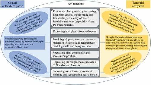 Figure 2. Ecological function differences of AMF between coastal wetlands and terrestrial ecosystems.