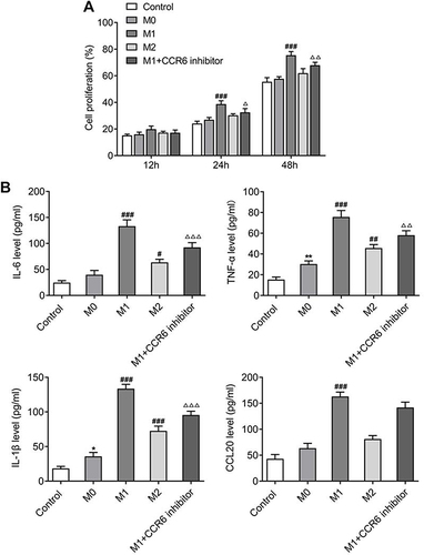 Figure 4 (A) CCK-8 assay for identifying the proliferation of adenoid epithelial cells. (B) Detection of the levels of IL6, TNF-α, IL-1β and CCL20 by ELISA. *P<0.05, **P<0.01 vs control; #P<0.05, ##P<0.01, ###P<0.001 vs M0; ΔP<0.05, ΔΔP<0.01, ΔΔΔP<0.001 vs M1. All experiments were performed in triplicate and the data are presented as mean ± SD.