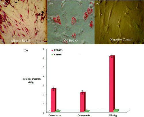 Figure 3. Human EFSCs after osteogenic and adipogenic differentiation in vitro. Control or undifferentiated EFSCs are not reddish, whereas the differentiated EFSCs derived osteoblast show vast extracellular calcium deposits, stained in Alizarin reds (A) and lipid droplets are visible in EFSCs adipogenic test culture (B) but not in control (C) after staining with Oil-Red-O indicating that EFSCs are undergoing adipogenic differentiation. (D) Transcription of the adipocyte-specific markers PPARγ2 and osteoblast specific markers; Osteocalsin, Osteopontin. Relative levels of mRNA expression are shown as means ± SEM of three independent experiments.
