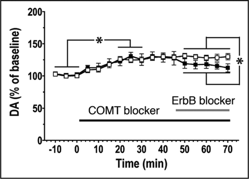 Figure 1 Blockade of endogenous NRG/ErbB signaling reduces dopamine release in the dorsal hippocampus of live behaving rats. Catechol-O-methyl transferase (COMT) activity was blocked with 100 nM Ro-41-0960 to prevent dopamine degradation and to analyze the effects of ErbB receptor inhibition (10 µM PD158780) on dopamine release. Dopamine levels rise steadily over 25 min following the onset of Ro-41-0960 infusion, consistent with the predominant role of enzymatic degradation in the clearance of extracellular dopamine in the hippocampus.Citation7 However, after additional infusion of the ErbB receptor inhibitor (solid squares), dopamine levels decrease significantly compared to controls that did not receive the blocker (open squares). Therefore, ErbB receptor activation is involved in the regulation of endogenous dopamine release. *p < 0.05 (2-way ANOVA). Data represent the mean ± SEM (n = 5 for both groups).