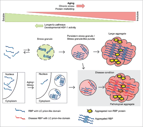 FIGURE 2. Model depicting aggregation of sgRBPs during aging and the relationship with disease RBPs.