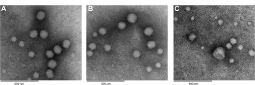 Figure 6 Transmission electron microscopic images of (A) recombinant human epithelial growth factor liposomes before drying, (B) reconstituted recombinant human epithelial growth factor liposomes prepared using ultrasonic spray freeze-drying, and (C) lyophilization with a sucrose to phospholipid ratio of 2:1.