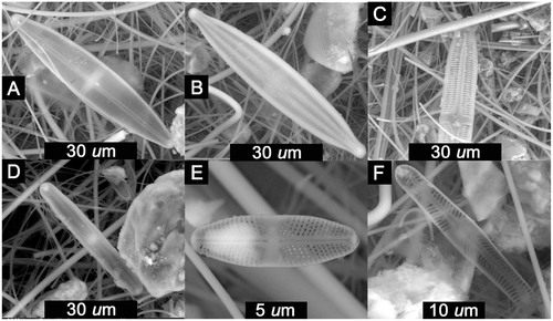 FIGURE 3. ESEM images of pennate diatoms found in QSD2. (A) Stauroneis sp. cf. S. phoenicenteron, 66 × 13.2 µm; (B) Stauroneis sp., 72 × 14 µm; (C) Caloneis sp., ∼66 × 10.8 µm; (D) Neidium bisulcatum, 46.2 × 7 µm; (E) Achnanthes sp. cf. A. taylorensis, 12.8 × 3.9 µm; (F) Pinnularia appendiculata, 33 × 5 µm.