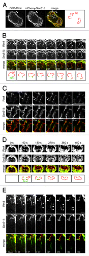 Figure 1. The distribution of Rtn4 in the high curvature regions of nascent NE. (A) A 3D image stack was acquired from a HeLa cell expressing GFP-Rtn4 and mCherry-Sec61β during the mitotic NE assembly and subsequently deconvolved.Citation3 The middle section of the cell is shown. Filled arrowheads, peripheral ER cisternae; open arrowheads, nascent NE. Bar, 10 µm. In “merge,” the boxed regions are selected and series of image sections above or below are shown. (B) Rtn4 positive spots (filled arrowheads) localized at the ends of curvy-linear ER membrane profiles. Bar, 5 µm. (C) Rtn4 positive line profiles co-localized with the curvy-linear ER membrane profiles. Bar, 5 µm. (D) The edge localization of Rtn4a during the dynamic assembly of the NE. A 2D time-lapse was acquired from a HeLa cell expressing GFP-Rtn4 and mCherry-Sec61β during the mitotic NE assembly. Selected frames are displayed. Bar, 5 µm. (E) A Rtn4 positive tubule (filled arrowheads) that is originating from the nascent NE and showing no apparent connection with ER cisternae. Bar, 2 µm. In (B, C and E), sections corresponding to (A) is 0.00 µm. Note that in (C), the series of sections are below the boxed regions of (A).