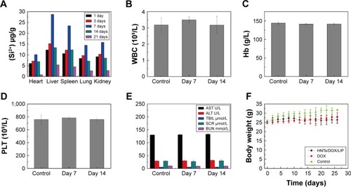 Figure 9 (A) In vivo biodistribution of HNTs after 1, 3, 7, 14, and 21 days caudal vein injected with HNTs/DOX/LIP complexes (mean ± SD, n=3). (B–D) Hematology data and (E) blood biochemistry of mice at days 7 and 14 posttreatment with saline (control) and HNTs/DOX/LIP. (F) Body weight of MFC mice gastric cancer-bearing mice after various treatments (mean ± SD, n=3).Abbreviations: ALT, alanine aminotransferase; AST, aspartate aminotransferase; BUN, blood urea nitrogen; DOX, doxorubicin; Hb, hemoglobin; HNTs, halloysite nanotubes; LIP, soybean phospholipid; MFC, mouse forestomach carcinoma; PLT, platelet; SCR, serum creatinine; TBIL, total bilirubin; WBC, white blood cells.