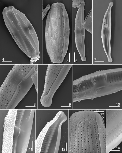 Figs 4–14. Amphora fontinalis type material: SEM. Note that valves acquire different aspects when seen from different planes of view. Fig. 4. Frustule in ventral view. Note the ventral striae interrupted at mid-valve and girdle bands. Fig. 5. Frustule in dorsal view. Note the valve mantles and girdle bands. Fig. 6. Valve in external view showing the narrow conopeum, the pattern of striation and the stauroid area. Fig. 7. Valve in internal view showing the dorsal striae and the thickened central stauroid area. Fig. 8. Detail of central part of valve. Note the dorsal striae composed of a single row of rectangular, sometimes round areolae, central striae with ‘ghost’ areolae. Fig. 9. Detail of valve apex showing terminal fissure and the conopeum broken near the pole. Fig. 10. Valve centre in internal view. Note structure of the stauroid area. Fig. 11. Valve centre of a tilted specimen. See the areolae occluded by hymenes and the ventral striae interrupted at mid-valve. Fig. 12. Valve pole of specimen in Fig. 11 showing the sternum and the helictoglossa. Fig. 13. Detail of frustule end in dorsal view. Note open girdle bands showing a double row of areolae. Arrowhead indicates the conopeum. Fig. 14. Girdle bands in dorsal internal view showing the areolae occluded by hymenes. Scale bars: Figs 4–7: 5 µm; Figs 8–13: 2 µm; Fig. 14: 1 µm.