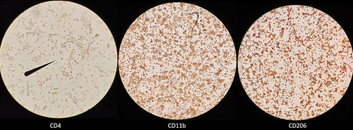 Figure 3. BMDMs express CD11b and CD206. Day 6 “frozen” BMDMs were resuscitated and cultured in L929 containing media for 6 days. On day 6, BMDMs were lifted and seeded into 24-well plates containing collagen covers and subsequently incubated with biotinylated rat anti-mouse monoclonal IgG2 antibodies raised against CD4 (left; clone GK1.5), CD11b (middle; clone M1/70), or CD206 (right; clone MR5D3). All BMDMs received the same secondary avidin-HRP antibody and 3,3-diaminobenzidine chromogen. The presence of brown staining indicates expression of cell surface marker. Visualization was performed using standard inverted compound light microscope. Images depict staining from one representative experiment; however, two independent experiments were performed.