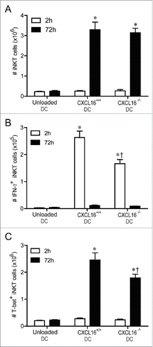Figure 5. In vivo profiling of intracellular IFNγ and T-bet expression in iNKT cells following adoptive transfer of α-GalCer-loaded CXCL16+/+ or CXCL16−/− DCs. Mice were stimulated by adoptive transfer of α-GalCer-loaded CXCL16+/+ or CXCL16−/− BMDCs. The number of (A) total iNKT cells, (B) IFNγ+ iNKT cells and (C) T-bet+ iNKT cells was examined by flow cytometry 2 h or 72 h later (n = 3–6 per group). *p < 0.05 compared to unloaded DCs, †p < 0.05 compared to CXCL16+/+ DCs.