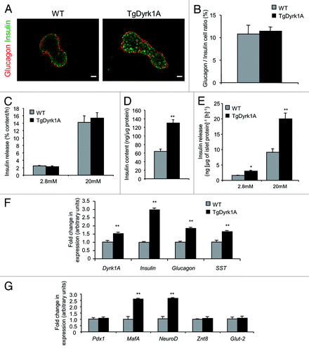 Figure 3. Insulin secretion in mBACTgDyrk1A mouse islets. (A) Immunofluorescence staining for insulin (green) and glucagon (red) in pancreatic sections from 12-wk-old wild-type and mBACTgDyrk1A mice. Scale bar: 25 μm. (B) Immunohistochemical quantification of the insulin- and glucagon-stained areas showed a similar glucagon/insulin ratio in 12-wk-old mBACTgDyrk1A mice compared with wild-type mice. Data are shown as mean ± SEM of 3 independent experiments. (C–E) Glucose-induced insulin secretion and insulin content in isolated islets from 16-wk-old mBACTgDyrk1A and wild-type mice. Insulin release in (C) is presented as % of insulin content per h, while in (E) it is presented as ng per μg of islet protein per hour. (F and G) Real-time PCR quantifications of Dyrk1a, insulin, glucagon and SST, and Mafa, Neurod1, Pdx1, Znt8, and Glut2 mRNA mRNA were performed on isolated islets from 16-wk-old wild-type and mBACTgDyrk1A mice. Data are shown as mean ± SEM of at least 3 independent experiments. **P < 0.01