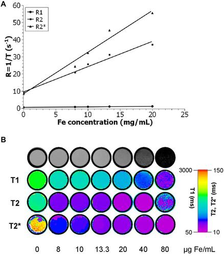 Figure 3 (A) Relaxation rate Ri (Ri = 1/Ti) over Fe concentration of the PEG-coated IONPs in solution. The slope indicates the specific relaxivity (ri), which values have been converted to mM−1 s−1 using the molar mass of iron (M = 55.845 g/mol). (B) Top row: T2-weighted MR images of increasing PEG-coated IONP concentrations, and row 2 to 4: color-coded T1, T2 and T2* relaxation times with increasing PEG-coated IONP concentrations.