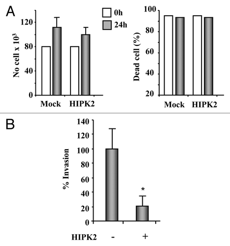 Figure 4. HIPK2 overexpression inhibits MDA-MB-231 cell invasion. (A) The highly invasive MDA-MB-231 cell line was transfected with HIPK2 expression vector and 24 h after transfection both floating and adherent cells were collected and cell proliferation (left panel) and viability (right panel) were determined by Trypan blue exclusion. The results are the mean of three independent experiment ± S.D. (B) MDA-MB-231 cells were transfected with HIPK2 expression vector (+) or empty vector (-). Sixteen hours after transfection, cells were serum-starved (2% FBS) for 24 h and cell invasion was measured using a Boyden’s chamber invasion assay. Mean invaded cells/microscopic field, ± S.D., is shown. *p < 0.0001.