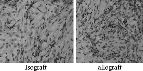 Figure 4.  No histological results of difference were found up to12 weeks in each graft.