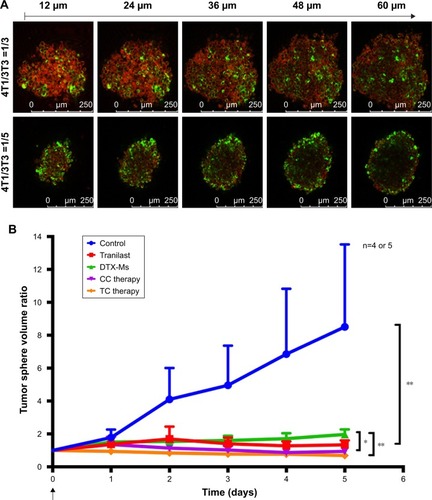 Figure 4 4T1/3T3 mixed tumor spheres construction and combination therapy effects on mixed tumor spheres.Notes: (A) CLSM section images from top to bottom of spheres. Green fluorescence (DiO) indicated 3T3. Red was pseudo-fluorescence indicating all cells. (B) Tumor spheres volume changed after treatments with PBS, tranilast, DTX-Ms, CC therapy, TC therapy (TI =24 hours). The concentrations of DTX-Ms and tranilast were 100 and 2,000 µM, respectively. n=4 or 5. *P<0.05, **P<0.01.Abbreviations: CLSM, confocal laser scanning microscope; DiO, 3,3′-dioctadecyloxacarbocyanine perchlorate; DTX-Ms, docetaxel micelles; TC therapy, two-stage combination therapy; CC therapy, co-dose combination therapy.