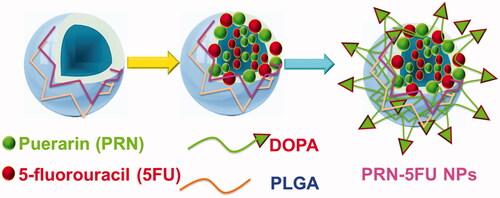 Figure 1. DOPA-coated PRN and 5FU facilitated the self-assembly of polymer nanoparticles (PRN-5FU NMs) to enhance the in vitro impact on lung cancer cell lines.