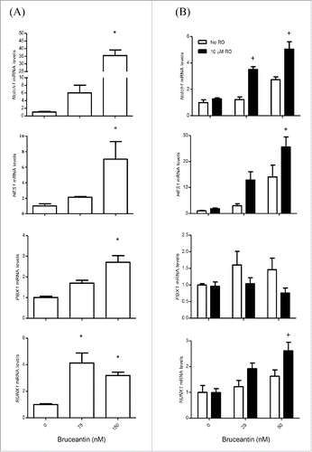 Figure 3. Effect of BCT, with or without RO, on the mRNA level of members of the Notch signaling pathway in MM-CSCs. (A) MM-CSCs were treated with vehicle control or increasing concentrations of BCT for 24 h. (B) For experiments involving RO, MM-CSCs were pretreated with vehicle control or 10 µM RO for 24 h, followed by increasing concentrations of BCT for 24 h. mRNA was collected for gene expression analysis as described in Materials and Methods. Relative mRNA expression of Notch1, HES1, PBX1, RUNX1 in MM-CSCs after BCT, or BCT + RO treatment is shown. Each bar represents the mean ± SEM of 3 independent experiments. *Values significantly different from vehicle control, as measured by one-way ANOVA followed by Bonferroni multiple comparison test (p < 0 .05). +Values significantly different from control treated cells (BCT alone) as determined by a 2-way ANOVA (p < 0.05).