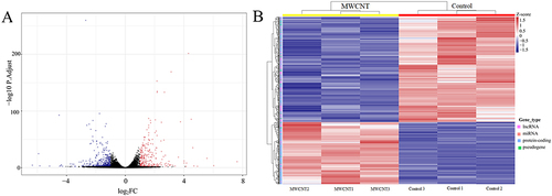Figure 3 Identification of differentially expressed genes. (A), volcano plot of differentially expressed genes between MWCNT-treated and control cells (red, upregulated; blue, downregulated; black, non-significant); (B), heat map analysis of differentially expressed genes between MWCNT-treated and control cells (red, upregulated; blue, downregulated).