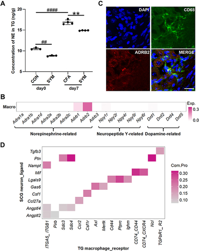 Figure 3 The distribution of receptors for sympathetic-released neurotransmitters in TG macrophage and the predicted sympathetic signaling to TG macrophage. Norepinephrine levels of TG were determined among control, CFA-injected and sympathetic-deprived CFA group before and 7 days after CFA injection, n = 6 per group (A). Receptors of norepinephrine, dopamine and neuropeptide Y expressed on TG macrophages based on the single cell sequencing dataset (GSE186421). Color intensity represents the average expression level of receptors (B). Double immunostaining revealed the co-localization of ADRB2 (red) and CD68 (green) in the TG, the nuclei were stained with DAPI (blue), merge shows the overlap of the signals (yellow); scale bar represents 20 μm (C). The communication possibility of a ligand and its receptor between SCG neuron and TG macrophage revealed by cell-cell communication analysis (D). P < 0.01 (**) compared with CFA group; P < 0.01 (##), 0.0001 (####) compared with control group using one-way ANOVA with Dunnett t’s post hoc test.