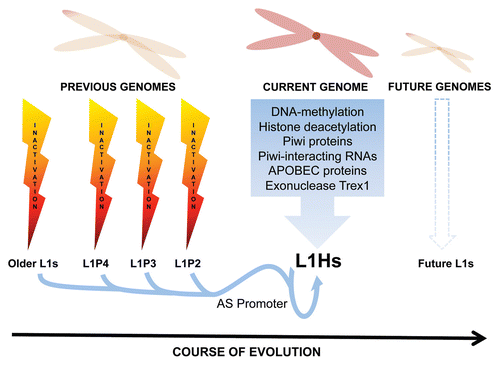 Figure 1 Co-evolution of L1s and the human genome. The illustration represents the co-evolution between LINE-1 and the human genome, showing the inactivated L1s neutralized by previous human genomes. Notably, the L1-AS promoter is conserved through LINE-1 evolution. Also shown are currently known L1 control mechanisms, which obligates L1 to evolve to avoid extinction in the human genome.