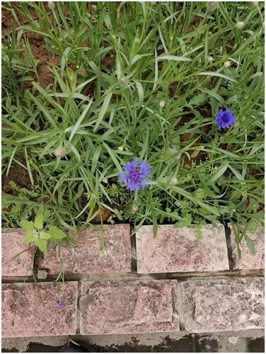 Figure 1. The picture of the collected sample of Centaurea cyanus. Note. The picture is self-taken nearby the Changde Vocational Technical College, Changde, Hunan province, China (N29°02′29.76″, E111°38′05.32″, 34 m).