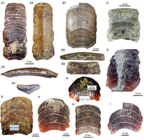 FIGURE 7. Dental plates from the Temperate Pacific coast of South America. A1–A4, lower dental plate, RK/17-102, from the Pisco Formation (late Miocene) in A1, occlusal, A2, basal, A3, lateral, and A4, lingual views. B1–B3, lower dental plate, RK/17-99, from the Bahia Inglesa Formation (middle Miocene–early Pleistocene), Caldera, Chile, in B1, occlusal, B2, lateral, and B3, labial views. C–I, lower dental plates in occlusal view: C, MUSA-1455 from the Bahia Inglesa Formation (middle Miocene–early Pleistocene), Bahia Salado, Caldera region, Chile; D, SCBUCN-6007 from the Bahia Inglesa Formation (middle Miocene–early Pleistocene), Bahia Salado, Caldera region, Chile; E, MPC-137 from the Lacui Formation (early Miocene), Lemuy, Chiloe Island, Chile; F, MPC-34, G, MPC-128, and H, MPC-210 from the Bahia Inglesa Formation (middle Miocene–early Pleistocene), Mina Fosforita, Caldera region, Chile; I, SCBUCN-6006 from the Coquimbo Formation (middle Miocene–Pliocene), Quebrada Honda, Coquimbo, Chile.