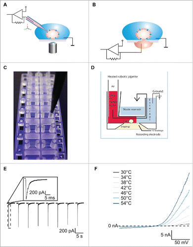 Figure 1. For figure legend, see next page.Figure 1 (See previous page). (A) Schematic of conventional patch clamp set-up showing the patch clamp pipette attached to the cell membrane. The cell is attached to the bottom of the dish and is viewed using a microscope. A ground electrode is positioned in the external solution and the internal electrode in the patch clamp pipette is attached to the amplifier headstage. Reproduced with permission from Brüggemann et al.42 © Wiley. Reproduced by permission of Bettina Loycke. Permission to reuse must be obtained from the rightsholder. (B) Schematic of a planar patch clamp set-up as used for the Port-a-Patch, Patchliner, SyncroPatch 96 and SyncroPatch 384PE. Here the cell is attached to the glass of the patch clamp chip. A ground electrode is positioned in the external solution and the internal electrode at the bottom of the planar chip is attached to the amplifier headstage. Reproduced with permission from Brüggemann et al.42 © Wiley. Reproduced by permission of Bettina Loycke. Permission to reuse must be obtained from the rightsholder. (C) The Patchliner chip. The planar glass layer which contains the patch clamp aperture is sandwiched between 2 plastic molds creating micro-fluidic channels. The pipette of the Patchliner is shown positioned in the channel for delivering external solution, cells and compounds. (D) Schematic of the Patchliner chip. The cell is shown positioned on the patch clamp aperture in the whole cell configuration. When solutions are added on the external side, the existing solution is pushed into the waste chamber and the external solution is completely exchanged. The waste chamber is emptied continuously using an external waste pump. (E) The Patchliner was used to repetitively activate nAChα7R expressed in HEK cells by nicotine on the Patchliner. The solutions were stacked inside the pipette of the Patchliner to minimise exposure time. Shown are 8 consecutive applications of 100 µM nicotine. Peak amplitude is consistent over all 8 applications. Inset shows nAChα7R activation of the first application expanded. Reproduced with permission from Obergrussberger et al.17 © Wiley. Reproduced by permission of Paulette Goldweb. Permission to reuse must be obtained from the rightsholder. (F) Current traces of TRPV3 expressed in HEK cells when activated by heated solution. External solution was heated inside the pipette of the Patchliner to the temperature shown and applied to the cell. Currents started to activate at ≥ 38°C. (Reproduced with permission from Stoelzle et al.14 © Sonja Stoelzle-Feix, reproduced by permission of Sonja Stoelzle-Feix. Permission to reuse must be obtained from the rightsholder.