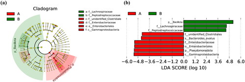 Figure 4. Cladogram plot (a) and linear discriminant analysis (LDA) score plot (b) from LDA effect size algorithm (LEfSe) analysis of the intestinal microbiota composition in the CS (A) and VD (B) groups. Concentric rings from inside to outside represent phylum, class, order, family, and genus, in order. The red circle represents biomarkers in group A, and the green circle represents biomarkers in group B. LEfSe identifies the most differentially abundant taxa between the two groups. Enriched taxa in group A are indicated with a positive LDA score (red), and enriched taxa in group B have a negative score (green). The taxa that meet the LDA significant threshold exceeding four are shown. The length of the histogram represents the impact of different species (LDA score). A: CS group, B: VD group. LDA: linear discriminant analysis.