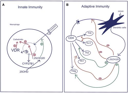 Figure 2 Role of Vitamin D in regulation of the innate and adaptive Immune Pathways. (A) Innate immunity: Activation of selective Toll-like receptors (TLR1/2) by products of infectious organisms results in the induction of both VDR and CYP27B1. With adequate substrate 25(OH)D, 1,25(OH)2D is produced that, in combination with VDR, induces the formation of antimicrobial peptides such as cathelicidin, which are capable of killing intracellular organisms. (B) Adaptive immunity: 1,25(OH)2D, which is produced by dendritic cells, decreases the maturation and antigen presenting ability of dendritic cells and alters the profile of T helper cells that differentiate from the activated CD4 parent cell, precisely, reduces the formation of Th1, Th17, and Th9 cells, while promoting the differentiation of Th2 and Treg cells. The result is overall suppression of the adaptive immune pathway.