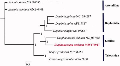 Figure 1. Phylogenetic estimate of the position of D. excisum and eight other species of Branchiopod Crustaceans. The numbers at the nodes are posterior probabilities. The phylogeny was reconstructed based on nucleotides of 13 mitochondrial PCGs and 2 mitochondrial rRNA genes using Bayesian inference (BI) analysis.