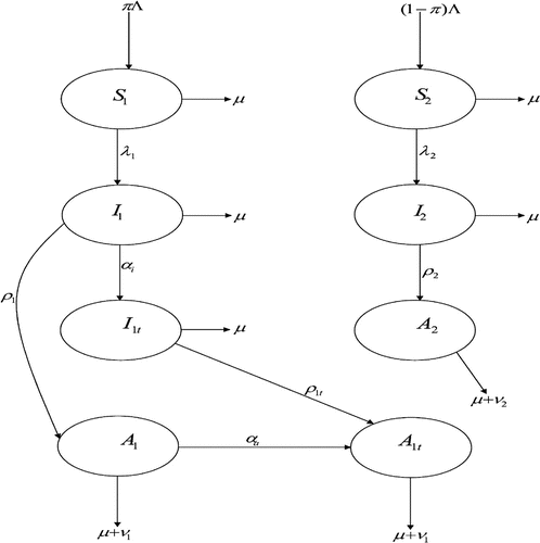 Figure 1. Structure of the model.