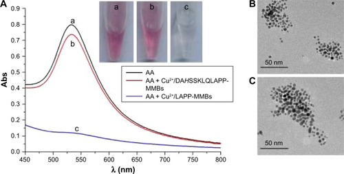 Figure 3 UV–Vis absorption spectra and photographic images (A) of HAuCl4 and CTAC after incubation with different solutions. In curve a, AA (250 µM) was not incubated with Cu2+ and peptide-functionalized MMBs. In curves/tubes b and c, AA (250 µM) was preincubated with the mixture of 1.5 µM Cu2+ and peptide-functionalized MMBs for 30 minutes. TEM images of the AuNPs generated via the reduction of HAuCl4 by AA that has been incubated without (B) and with (C) Cu2+/DAHSSKLQLAPP-MMBs.Abbreviations: Abs, absorption; AA, ascorbic acid; AuNPs, gold nanoparticles; CTAC, hexadecyltrimethylammonium chloride; MMBs, magnetic microbeads; TEM, transmission electron microscope.