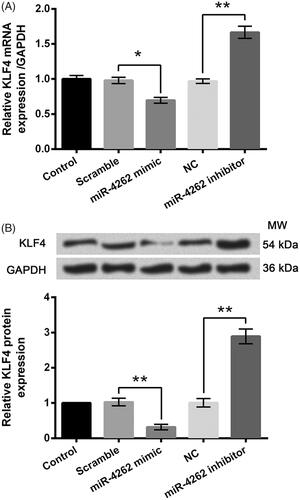 Figure 6. MiR-4262 negatively regulated the expression of KLF4 in WI-38 cells. Expression levels of mRNA (A) and protein (B) were assessed by qRT-PCR and Western blot analysis, respectively. Data presented are the mean ± SEM of at least three independent experiments. *p < .05; **p < .01. NC: negative control of miR-4262 inhibitor; MW: molecular weight.