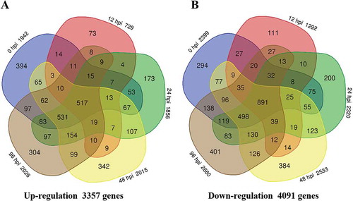 Fig. 3 Number of differentially expressed genes in the Brassica oleracea line QP07 (a) up-regulated or (b) down-regulated (|log2 (fold change)| ≥1 and the FDR < 0.01) compared with DBP71. Numerals inside the parentheses indicate the number of genes expressed at each time-point. The total number of DEGs is noted at the bottom of each Venn diagram. hpi, h post-inoculation
