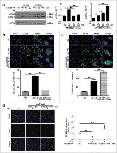 Figure 6. MIR5680 prevented VEC autophagy and apoptosis. VECs were treated with HG for 48 h after transfection with MIR5680 mimics or inhibitor overnight. (a) Western blot analysis of LC3B-II level. (b,c) Immunofluorescence analysis of the distribution of LC3B in VECs, and the proportion of cells containing > 5 LC3B puncta was analyzed. Scale bar: 20 μm. (d) TUNEL staining analysis of cell apoptosis. Scale bar: 50 μm. (*, p < 0.05; **, p < 0.01; n = 3.).