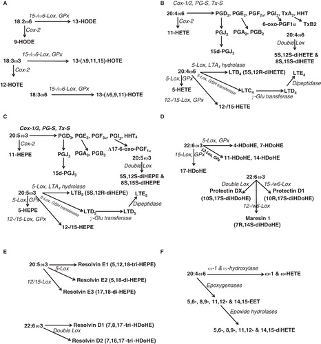 Figure 2. Known oxygenation pathways from the various polyunsaturated fatty acids. (A) Di-oxygenation of 18:2ω6/LA and 18:3ω3/ALA by 15-/ω6 lipoxygenase (Lox) followed by reduction with gluthatione peroxidase (GPx). Aborted oxygenation of LA and ALA by the inducible cyclooxygenase (Cox-2) is also mentioned. HODE: hydroxy-octadeca-dienoate; HOTE: hydroxy-octadeca-trienoate. (B) Di-oxygenation of 20:4ω6/ARA by cyclooxygenases (Cox-1/2), and isomerization of the intermediate PGH2 by prostaglandin synthases (PG-S) and thromboxane synthase (Tx-S), and by lipoxygenase (Lox) with further reduction of the products by GPx. PG: prostaglandin; Tx: thromboxane; HHT: hydroxy-heptadeca-trienoate; LT: leukotriene; HETE: hydroxy-eicosa-tetraenoate; GSH: reduced glutathione; Glu: glutamate. (C) Di-oxygenation of 20:5ω3/EPA. HEPE: hydroxy-eicosapenta-enoate. (D) Di-oxygenation of 22:6ω3/DHA. HDoHE: hydroxy-docosahexa-enoate. (E) Resolvins from 20:5ω3/EPA and 22:6ω3/DHA. (F) Cytochrome P450-dependent mono-oxygenation of 20:4ω6/ARA. EET: epoxy-eicosa-trienoate.