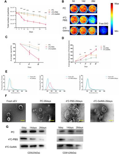 Figure 3 Characterization of sEV preserved in GelMA hydrogels. (A) sEV particle number preserved by different methods for different time, n = 3 each group. PC, positive control. (B) In vitro fluorescence image was used to evaluate the storage effects of different preservation methods for different days and (C) the fluorescence value, n = 3. (D) Average size of sEV particles preserved by different methods for different time, n = 3 each group. (E) Changes of particle size distribution of sEV preserved by different preservation methods. (F) TEM image for fresh sEV and sEV preserved by different preservation methods at 28 days. Scale bar = 100nm. (G) Western blot analysis of CD81 and CD9 in sEV preserved by different preservation methods. The significance (A, C and D) was tested with one-way ANOVA with Tukey posthoc test. (**p < 0.01, ***p < 0.001).