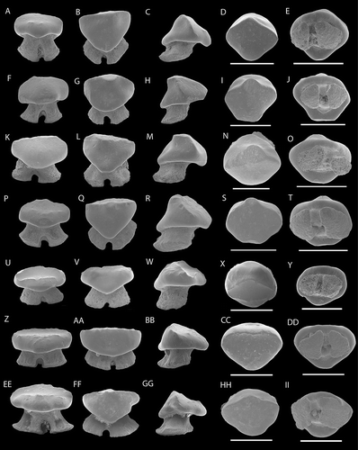 Figure 4. SEM photographs of teeth of Marambioraja leiostemma gen. et sp. nov., anterior teeth: NRM-PZ P16257, (A), labial; (B), lingual; (C), profile; (D), occlusal; (E), basal views, NRM-PZ P16256, (F), labial; (G), lingual; (H), profile; (I), occlusal; (J), basal views, NRM-PZ P16255, (K), labial; (L), lingual; (M), profile; (N), occlusal; (O), basal views; NRM-PZ P16254, (P), labial; (Q), lingual; (R), profile; (S), occlusal; (T), basal views; lateral to posterior teeth: NRM-PZ P16253, (U), labial; (V), lingual; (W), profile; (X), profile; (Y), basal views; NRM-PZ P16252, (Z) labial; (AA), lingual; (BB), profile; (CC), occlusal, (DD), basal views; NRM-PZ P16251, (EE) labial; (FF), lingual; (GG), profile; (HH), occlusal; (II), basal views.Note: Scale bar equals 1 mm.