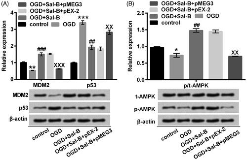 Figure 6. MEG3 overexpression reversed the modulatory effects of Sal-B on MDM2/p53 and AMPK signaling pathways in OGD-treated H9c2 cells. (A) MDM2, p53, (B) t-AMPK and p-AMPK were quantified with Western blot assay. H9c2 cells were stimulated with OGD or not for 2 h before pre-incubation with or without Sal-B (10 μM) for 24 h. *p < .05, **p < .01 or ***p < .001 compared with the normoxia control. ##p < .01 or ###p < .001 compared with the OGD-treated group. XXp < .01 or XXXp < .001 compared with the OGD + Sal-B + pEX-2 group. MEG3: maternally expressed gene 3; MDM2: murine double minute 2; AMPK: adenosine monophosphate activated protein kinase; OGD: oxygen and glucose deprivation; Sal-B: salvianolic acid B; p: phosphor; t: total.