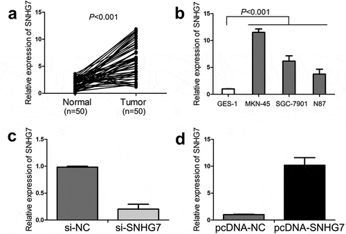 Figure 1. The expression of SNHG7 in gastric cancer tissues and cell lines.