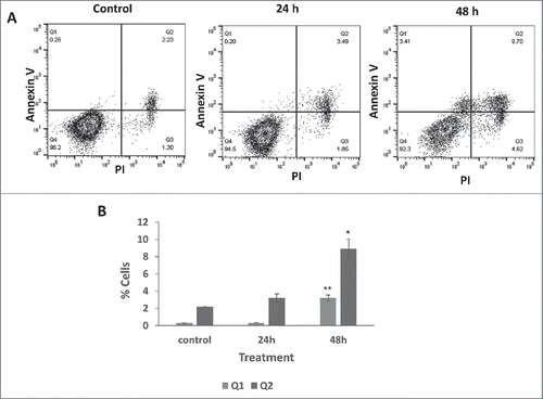 Figure 6. [D-Trp]CJ-15,208 induces early apoptosis in PC-3 cells following 48 h treatment. Following treatment with 10 µM compound for 24 or 48 h cells were doubly stained with annexin V-APC and PI, and the extent of apoptosis was determined by flow cytometer as described in the Materials and Methods. (A) Q1, the top left quadrant, represents early apoptotic cells which were positively stained with annexin V, but not stained with PI; Q2, the top right quadrant, indicates late apoptotic cells positively stained by both PI and annexin V; the lower right quadrant Q3 were necrotic cells positively stained by PI and not stained by annexin V; and the lower left quadrant Q4 indicates viable cells that were not stained by either PI or annexin V. (B) Summary of flow cytometric analysis showing % cell population in early and late apoptosis. Statistical analyses were performed as described in Materials and Methods; *p<0.02 and ** p<0.01 compared with vehicle treated control cells.