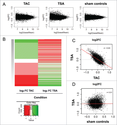 Figure 3. HDAC inhibition with TSA reverses pressure overload-induced changes in histone acetylation and deacetylation. Three comparisons are investigated: 1) TAC (TAC veh vs. sham veh), 2) TSA (TAC TSA vs. TAC veh), and 3) sham controls (sham TSA vs. sham veh) (A) MA plots are shown to visualize the concentration of read counts for differential H3K9/K14ac changes in TAC, TSA and sham controls. The log2 (base mean) is a measure of the mean read concentration for each gene. (B) Heat map showing inverse fold changes in H3K9/K14ac between TAC and TSA. Red indicates increases in histone acetylation and green corresponding decreases in histone acetylation (C) Correlation of fold changes between TSA with TAC as well as (D) TSA with sham controls. Correlation was determined using Pearson's correlation (r). Red line represents the linear model. Only promoter (±2.5 kb from TSS) specific changes in H3K9/K14ac are shown for all plots.