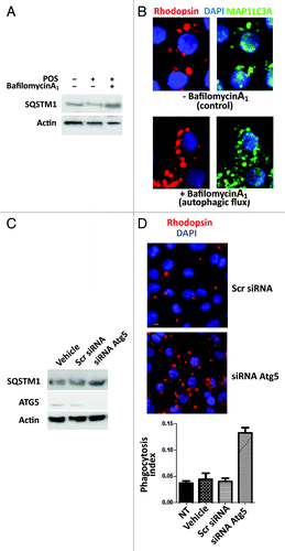 Figure 6. Bafilomycin A1 and Atg5 silencing modify Sertoli cell response to POS exposure. In (A), western blot analysis of SQSTM1 protein levels in primary Sertoli cell culture preparations exposed to either POS, bafilomycin A1 or a combination of these. In (B), Rhodopsin (POS) and MAP1LC3A-II immunostaining (clustering) in POS-exposed Sertoli cell cultures in the absence (upper panel) or presence (lower panel) of bafilomycin A1. In (C), western blotting analysis depicting changes in SQSTM1, ATG5 and actin levels in POS-exposed murine Sertoli cell line (TM4) in the presence of either the transfection agent (vehicle) or that were transected with scrambled siRNA (Scr siRNA) or Atg5 siRNA. In (D), rhodopsin distribution in murine Sertoli cell line (TM4) after 2 h exposure to POS in either scrambled siRNA- or Atg5siRNA- transfected cells. In (E), phagocytosis index of total POS (bound + ingested) after 2 h exposure of murine TM4 Sertoli cell line that were either untreated (NT) or exposed to transfection agent (vehicle) or transfected with either a scrambled siRNA (Scr RNA) or with Atg5 siRNA.