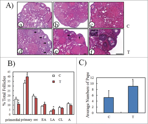 Figure 4. Stimulation of follicular development in old mice by PA and PRO. PA/PRO (200 μM/50 μM) mixture was freshly prepared and injected directly into the ovarian bursa. For some animals, one lateral ovary was given PA/PRO and the other one received saline as control. Ovaries were collected 14 days later to evaluate follicular development. (A) Ovarian histology by hematoxylin and eosin staining. (a), (d) and (b), (e) show 2 pairs of representative ovaries. (a) and (b) are control ovaries with intra-bursal injection of saline and (d) and (e) are ovaries with intra-bursal injection of PA/PRO. Black arrows indicate developing antral follicles; (c) and (f) are higher magnifications of (b) and (e), respectively. The inset in (f) shows growing primary follicles. (B) Distribution of follicles in control and PA/PRO-treated ovaries (n = 6). Sec, secondary follicles; EA, early antral follicles; LA, large antral follicles; CL, corpus luteal; A, atresia. *, P < 0.05, as compared with controls. (C) Quantification of average pup numbers derived from old mice after bi-lateral intra-bursal injection of PA/PRO (T). Some animals served as controls and had only saline injection into bi-lateral ovarian bursa (C). Monitoring of the menstrual cycle began 18 days later and only the mice in estrous were mated, always with male mice of proven fertility. *, P < 0.05 vs. controls.