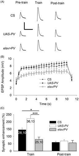 Figure 3. PV-expressing terminals showed less synaptic enhancement during trains of APs delivered at 20 Hz. (A) Representative EPSPs from CS, UAS-PV and elav/PV larvae. Pre-train EPSPs were recorded before the train; Train EPSPs were recorded during the end of the train; and Post-train EPSPs were recorded beginning 1 s after the train. Calibration: 4 mV, 100 ms. (B) EPSP amplitudes were plotted to show the synaptic enhancement during a train. The pre-train EPSP amplitude is shown at 0 s and this was followed by 20 Hz stimulation for 10 s with each value (0.5–10 s) representing the average of 10 EPSPs. The post-train value at 11 s is the average of 20 EPSPs recorded during 0.5 Hz stimulation beginning 1 s after the train. (C) The synaptic enhancement was compared for EPSPs recorded during and after the train. The synaptic enhancement seen during the Train was the percent increase in EPSP amplitude for the final 20 EPSPs; the Post-train synaptic enhancement was determined for the 10 EPSPs recorded after the train. Values for CS and UAS-PV larvae were compared to elav/PV larvae (one-way ANOVA with post hoc Bonferroni t-test; *p < .05, *p < .001). The n values for B are the same as those in C.