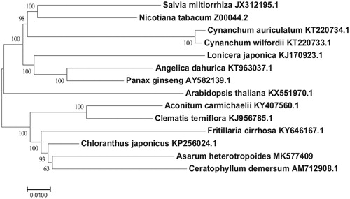 Figure 1. Neighbor-joining phylogenetic tree inferred using MEGA6 from 14 complete cp genomes. All the species accession numbers in this study are listed as below: Salvia miltiorrhiza JX312195.1, Nicotiana tabacum Z00044.2, Cynanchum auriculatum KT220734.1, Cynanchum wilfordii KT220733.1, Lonicera japonica KJ170923.1, Angelica dahurica KT963037.1, Panax ginseng AY582139.1, Arabidopsis thaliana KX551970.1, Aconitum carmichaelii KY407560.1, Clematis terniflora KJ956785.1, Fritillaria cirrhosa KY646167.1, Chloranthus japonicas KP256024.1, Asarum heterotropoides MK577409, Ceratophyllum demersum AM712908.1.