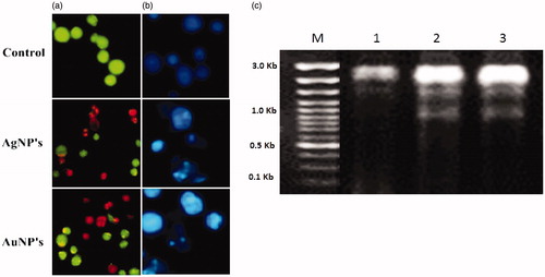 Figure 9. (a) AO-EtBr staining cells show the apoptotic effect of synthesized XsAgNPs and XsAuNPs on A549cells (b). Hoechst staining shows apoptotic bodies and necrotic cell death magnification at 200×; and (c) DNA fragmentation assay.