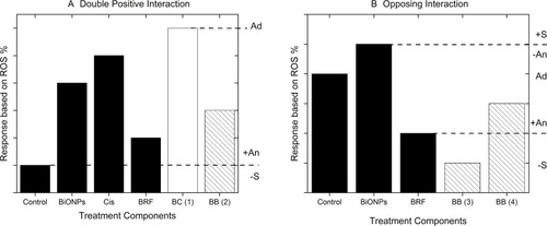 Figure 4 Conceptual modelling of the probable interactions for BC and BB combinations based on the ROS generation responses. In relative to the control, the interactions could be categorized into (A) double-positive and (B) opposing interactions. The interactions are further classified into negative synergism (-S), positive antagonism (+An), additive (Ad), negative antagonism (-An), and positive synergism (+S). The bracketed numbers (1) to (4) referred to the number of the interaction which might ensue for the BC (white bar) and BB (bars with lines) combination treatments.